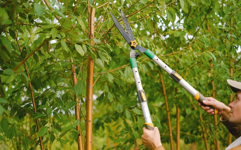 Tree trimming in Thousandsticks, KY